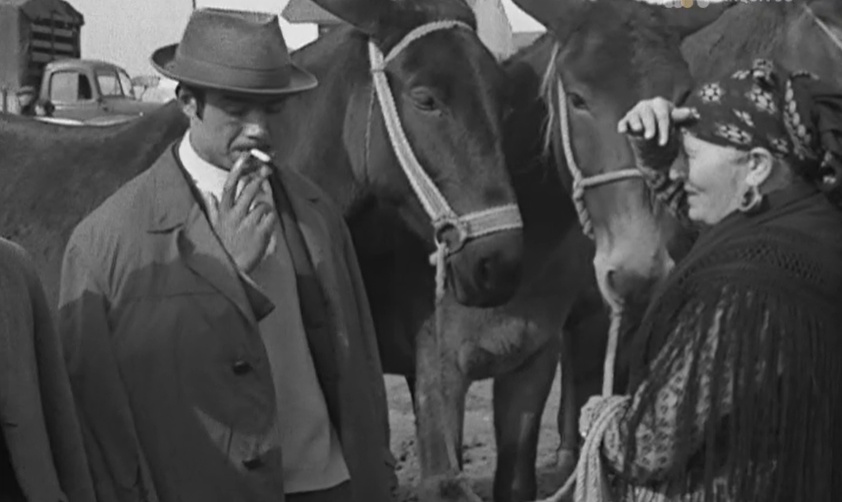 Comemoração do Dia de São Martinho na Golegã