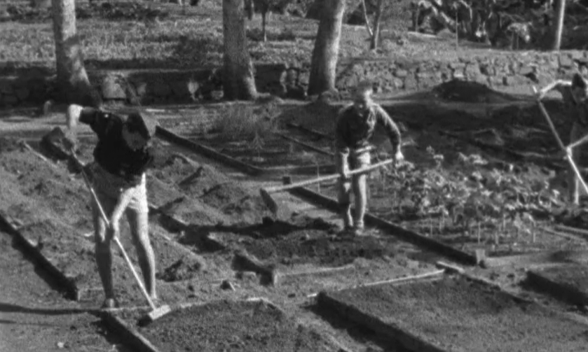 Preparações de viveiros florestais