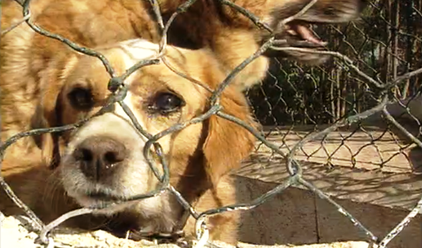 Repórteres da Terra – Parte II