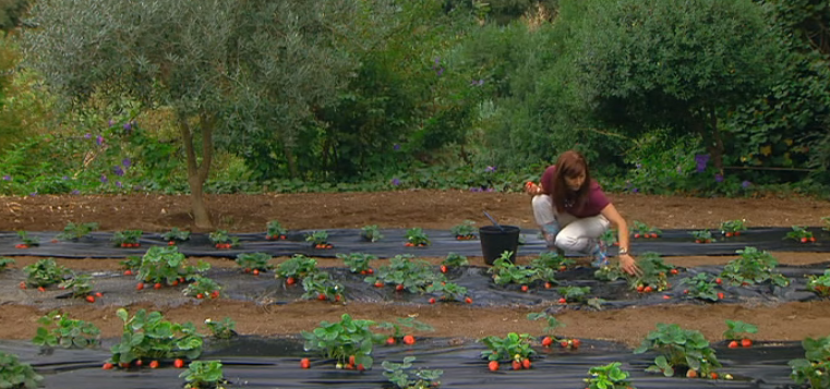 O Dia do Morango – Episódio 10