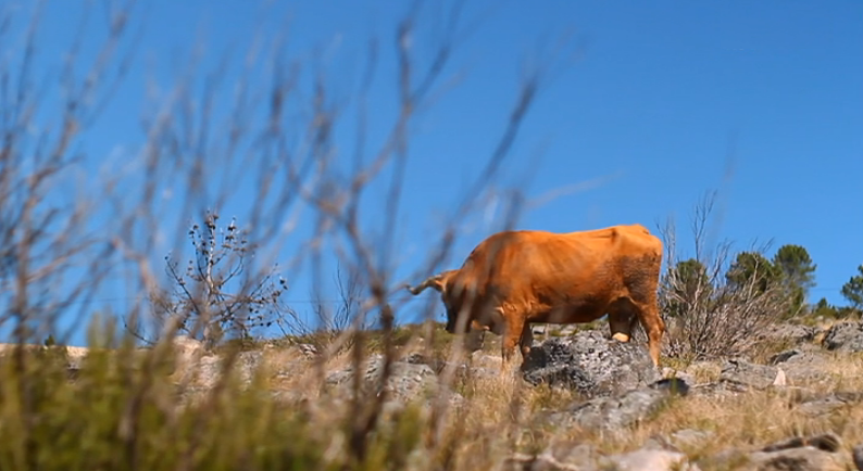 A Fuga em Frente – Episódio 73