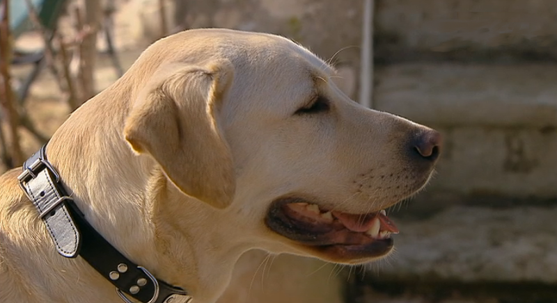 Amigos por Um Dia – Episódio 37