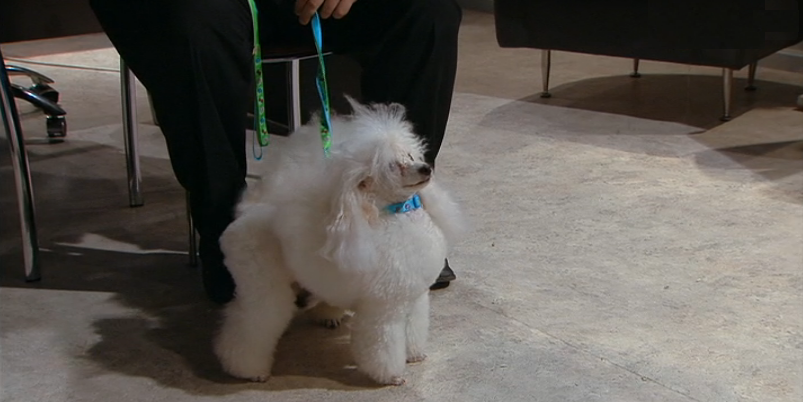 Caniche em Pele de Lobo – Episódio 75