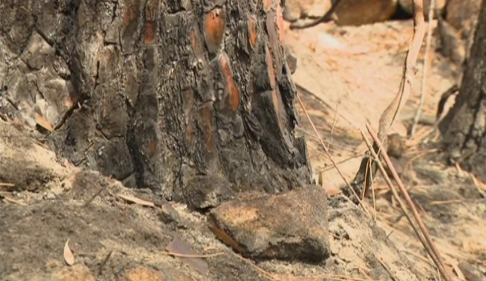 Seca e Risco de Incêndios Florestais
