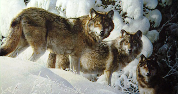 Repórteres da Terra – Parte II