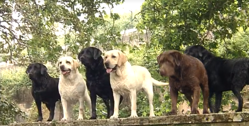 Companhia dos Animais – Parte I