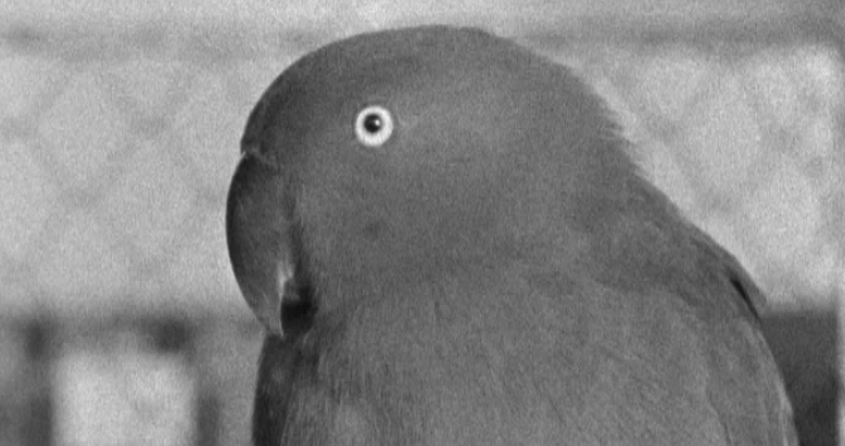 Exposição Mundial de Aves Canoras e Ornamentais