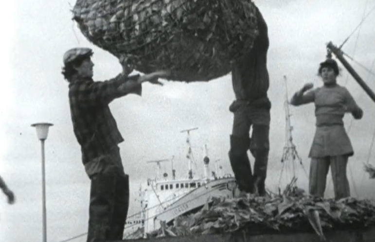 Captura e venda de bacalhau na Empresa de Pesca de Aveiro