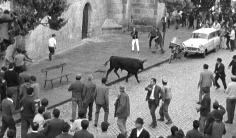 Corrida da Vaca das Cordas em Ponte de Lima