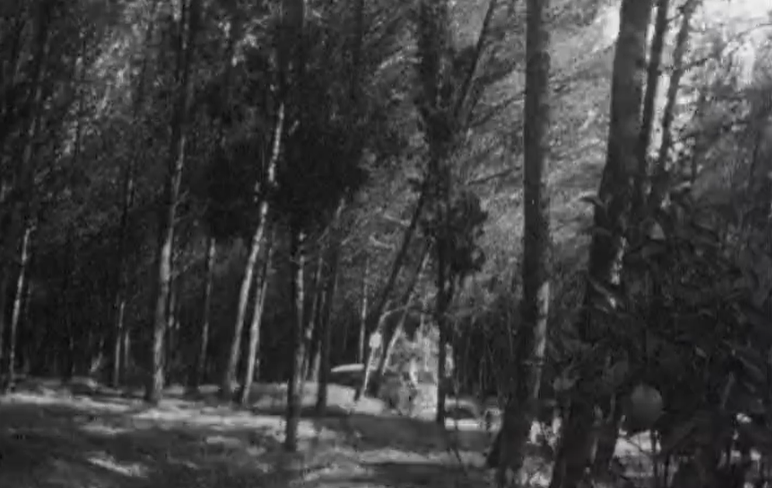 Policia Judiciária confirma detenção de suspeitos