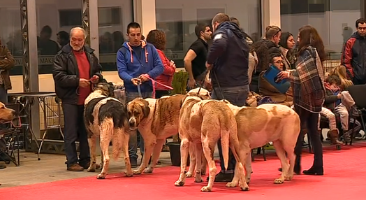 Exposição Canina no Fundão