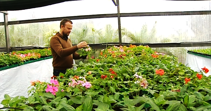 Um Irlandês em São Miguel