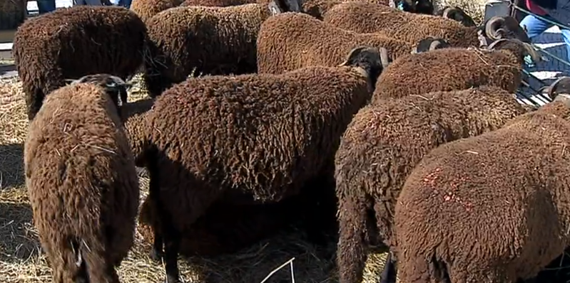 Defesa do queijo da Serra