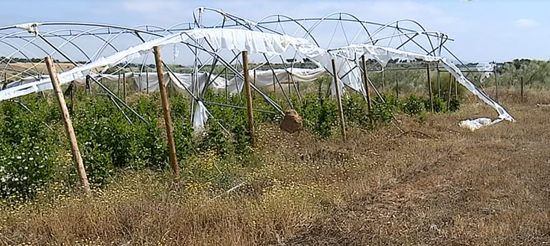 Prejuízo na produção de amoras