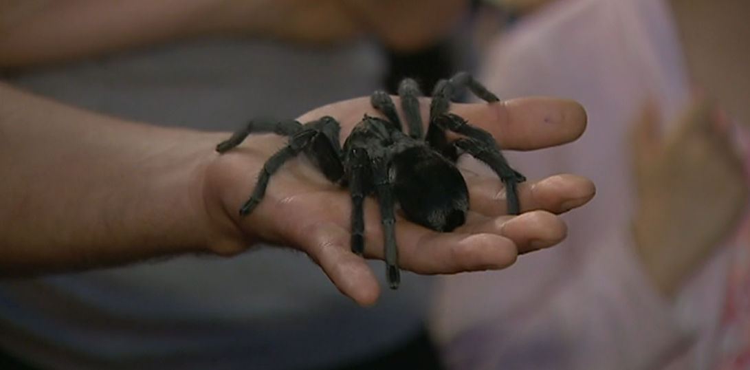Exposição de Aranhas e Escorpiões