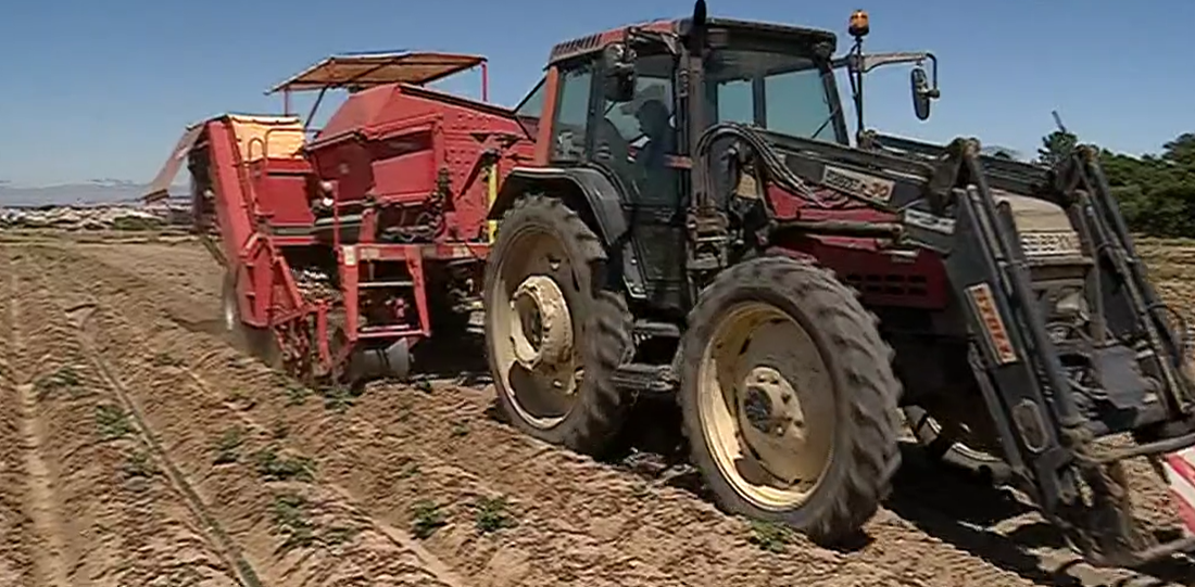 Produção de batata