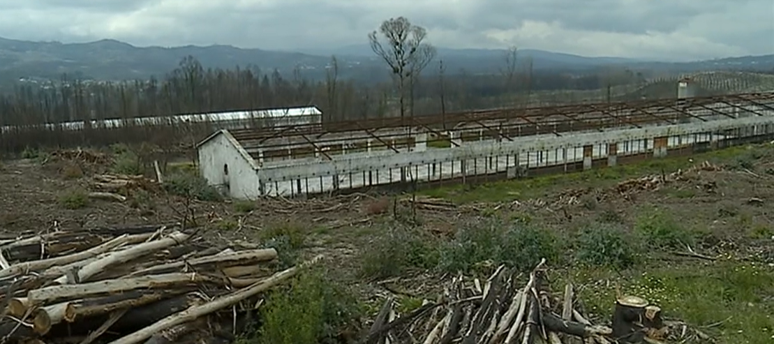Assunção Cristas em Oliveira de Frades