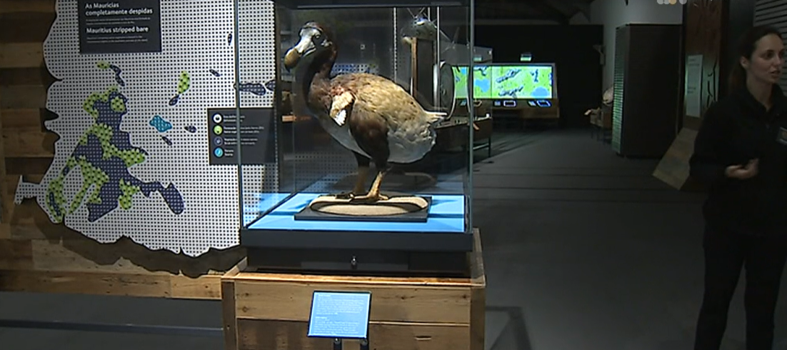 Mundo Animal em exposição no Museu da Alfandega