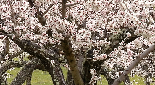 Amendoeiras em flor em Moncorvo