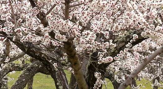 Amendoeiras em flor em Moncorvo