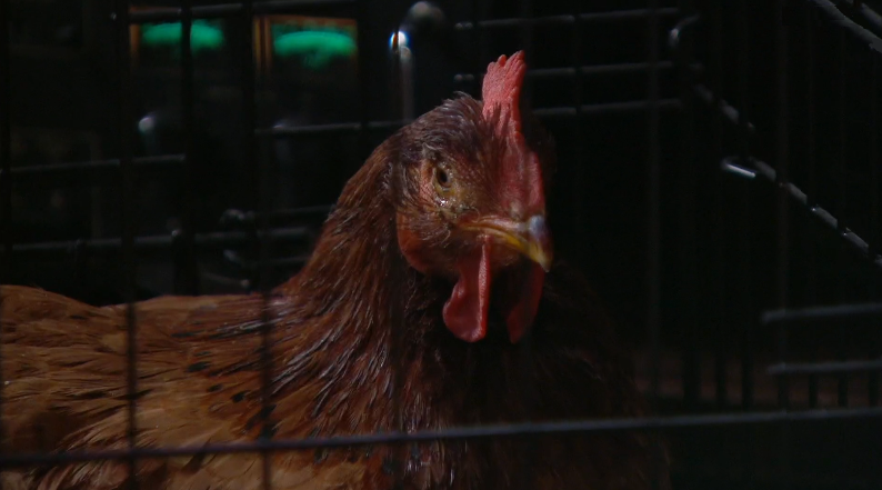 O Seu a Seu Drone – Episódio 81