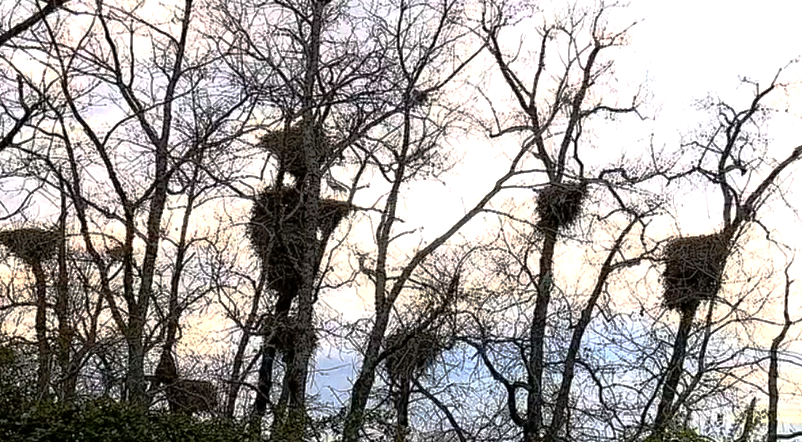 Abate de árvores no Fundão