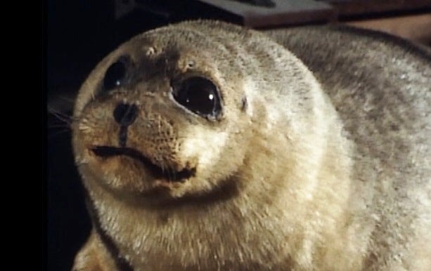 A Piscina dos Leões