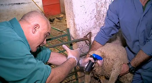 Jornadas Veterinárias em Évora