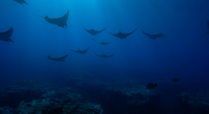 Fundação Oceano Azul