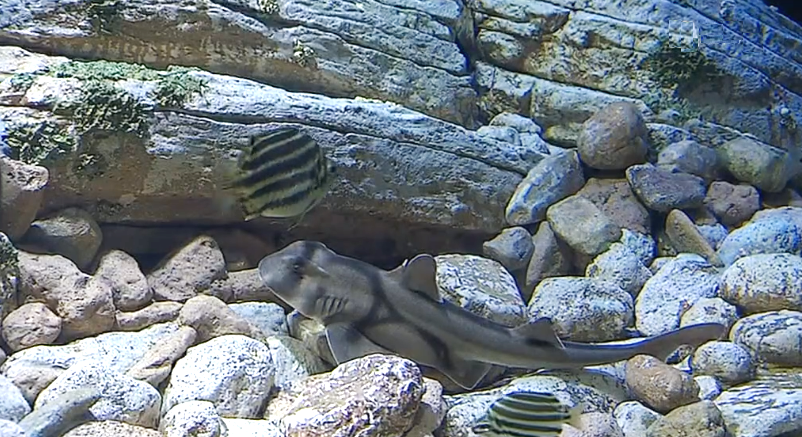 “Peixes do sul da Austrália” no Oceanário