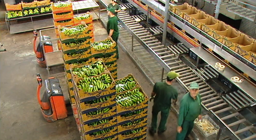 Gesba distribui os dividendos aos produtores de banana