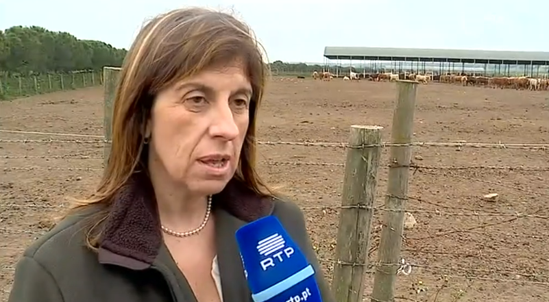 Exportação de gado bovino