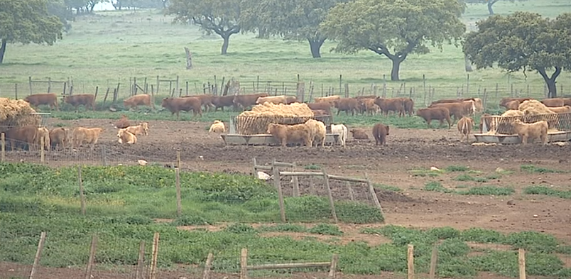 Exportação de gado bovino