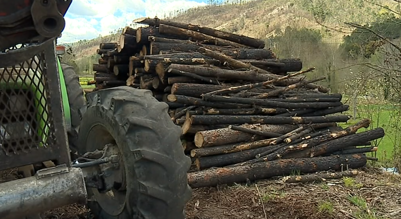 São Pedro do Sul limpa floresta