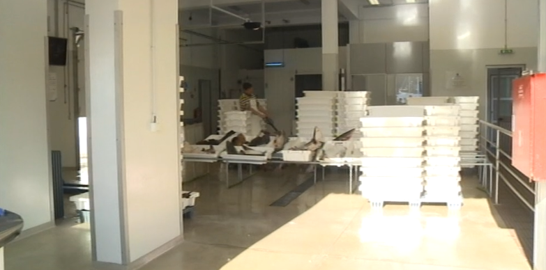 Situação na Lota de Vila do Porto