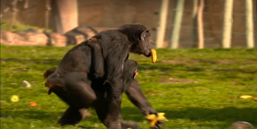 Sinais de Vida – Episódio 37