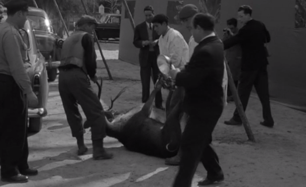 Caçada oferecida por Américo Tomás em Mafra