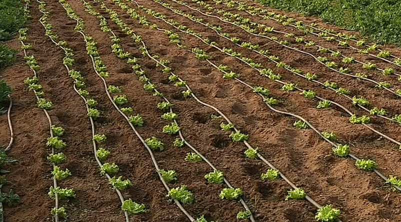Incentivos à agricultura biológica