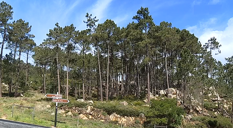 PEV contra política de abate de pinheiros