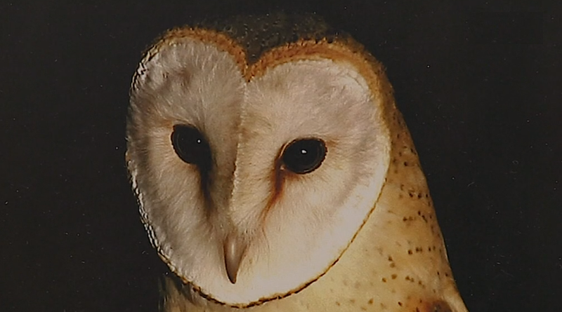 Exposição “Aves da Beira Baixa, aves da nossa terra”