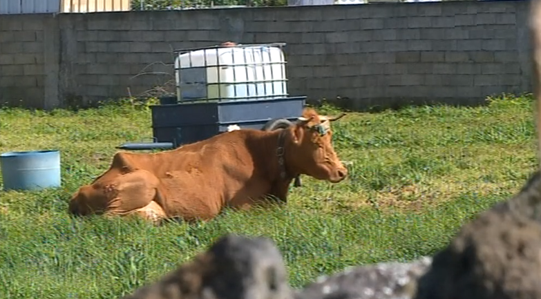 Fim de subsídio para criadores de bovinos “Ramo Grande”