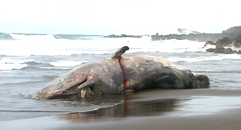 Cachalote morto na praia do Pópulo