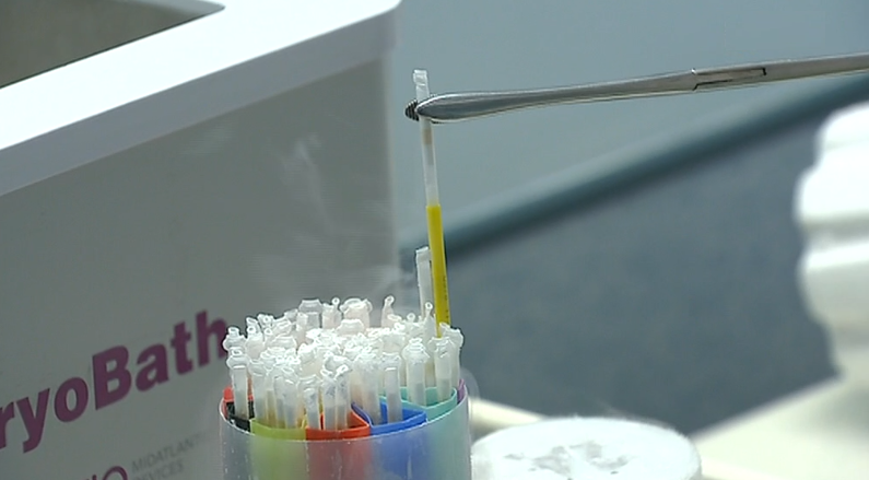 Excedente de espermatozoides congelados