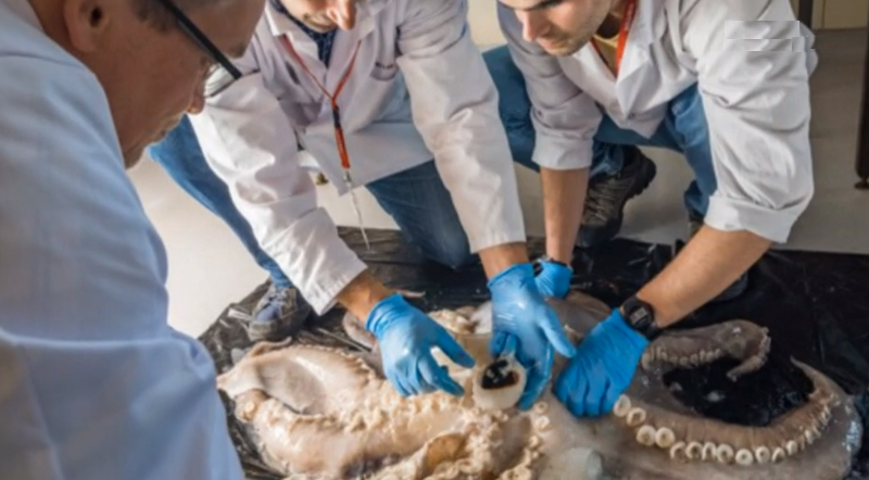 Polvo gigante descoberto na Antártida