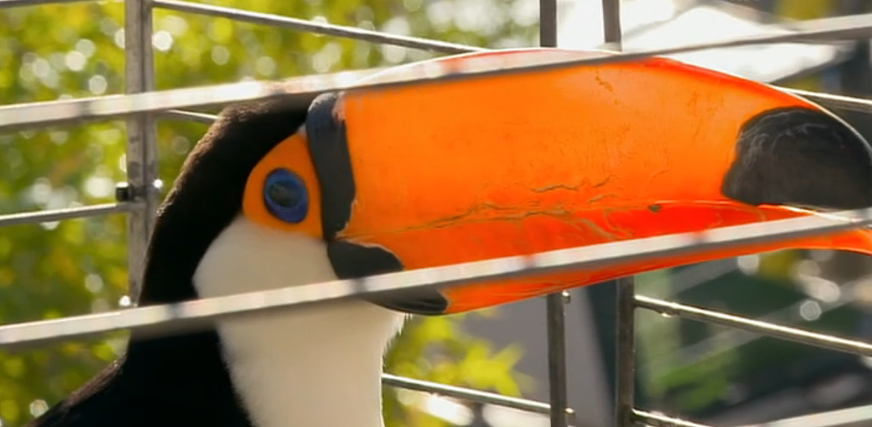 Sinais de Vida – Episódio 49