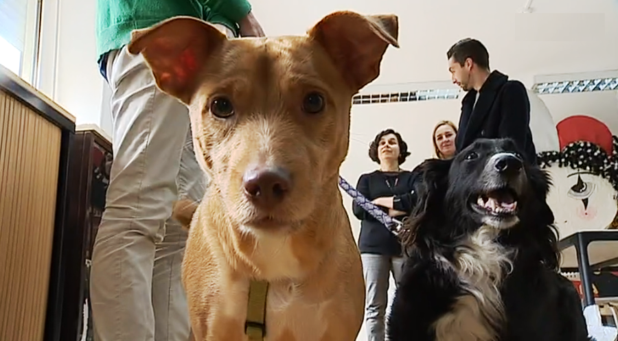 Iniciativa “Bolsa Solidária Animal”