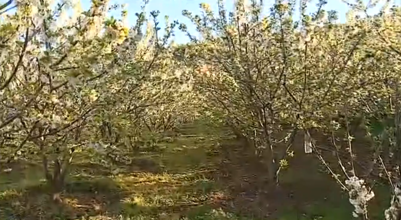 Cerejas da Cova da Beira