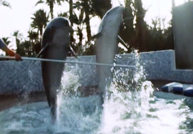 O Mundo dos Golfinhos