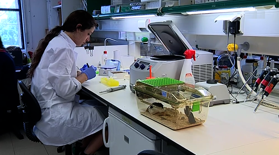 Equipa liderada por portuguesa desenvolve técnica contra a obesidade