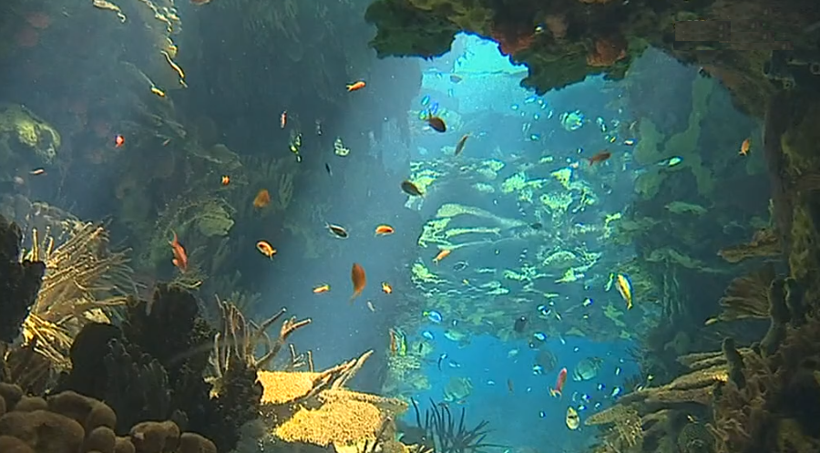 Férias no Oceanário de Lisboa I
